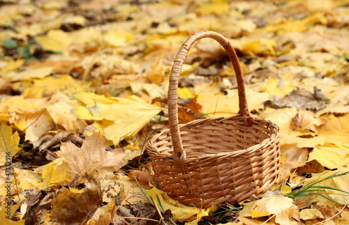 empty basket in garden on autumn leaves