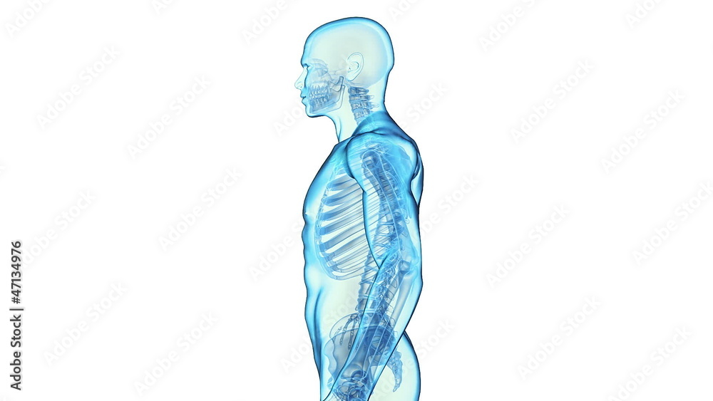 Transparent Human Body on white background, loop rotation Transparent Human Body on white background, loop rotation