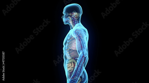 Human internal organs coming into place