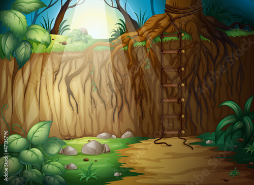a forest