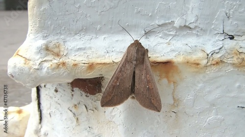 Moth Fluttering Wings Close-up photo