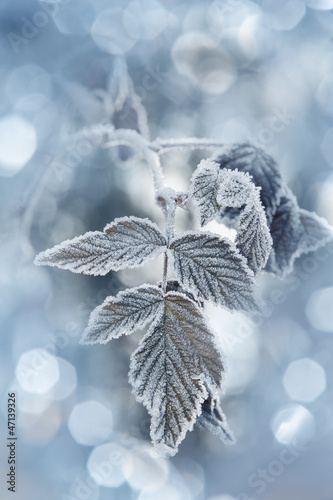 a frozen leaf and bokeh photo