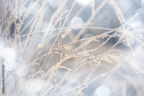 frozen grass with hoarfrost - a winter background