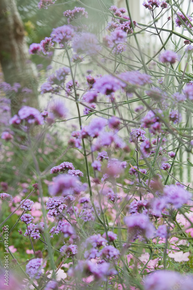 Fototapeta premium Bush with purple flowers