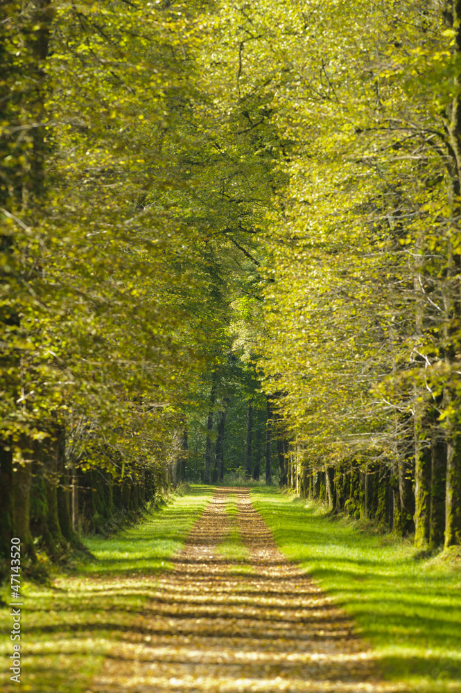 Fototapeta premium Allee Baumallee