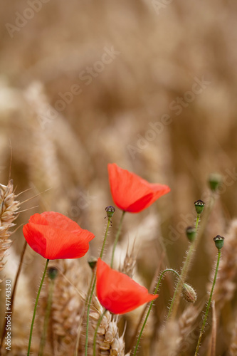 Fototapeta Naklejka Na Ścianę i Meble -  Red Poppy, Corn Poppy (Papaver Rhoeas) - Remembrance Day