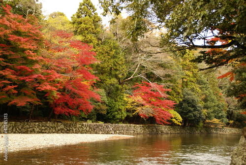色づく五十鈴川