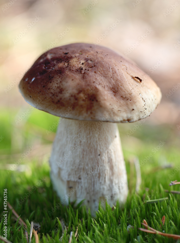 cep cep