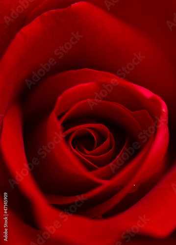 Red Rose