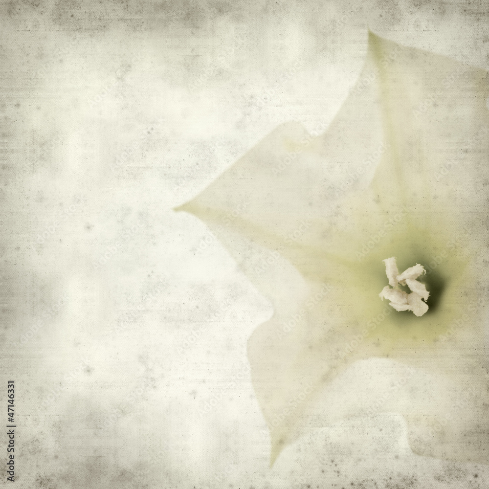 textured old paper background with datura flower textured old paper background with datura flower