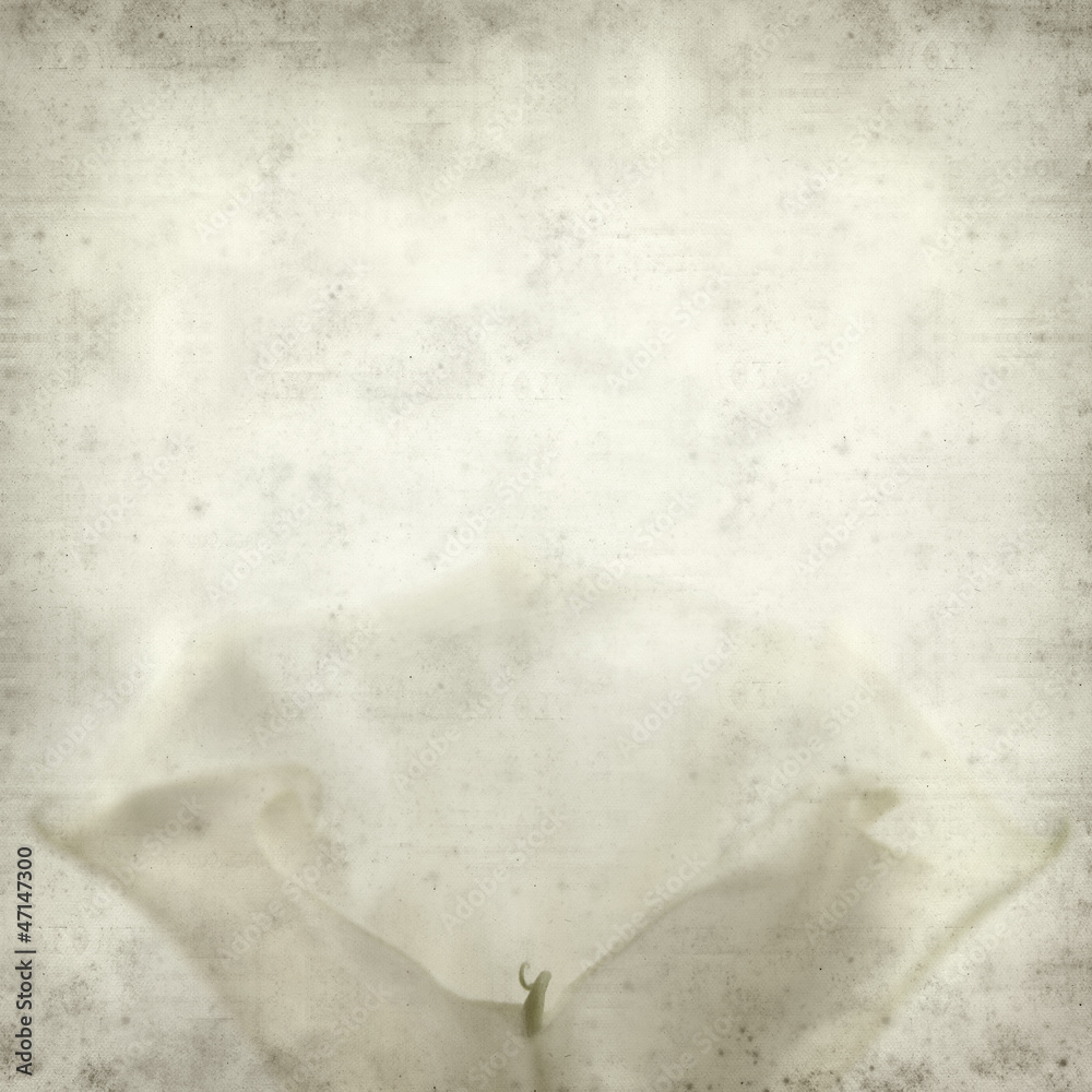 textured old paper background with datura flower