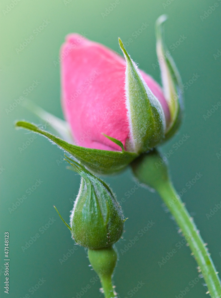Rosebud Rosebud