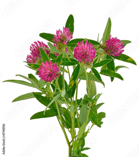 Pink clover flowers photo