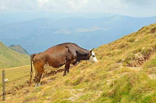 Cow on the pasture