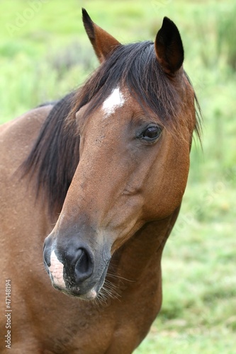 Brown Horse Portrait
