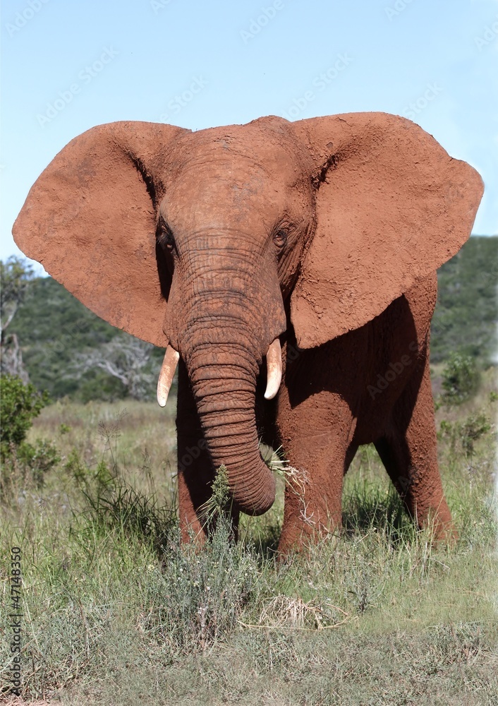 Naklejka premium Byk słonia afrykańskiego