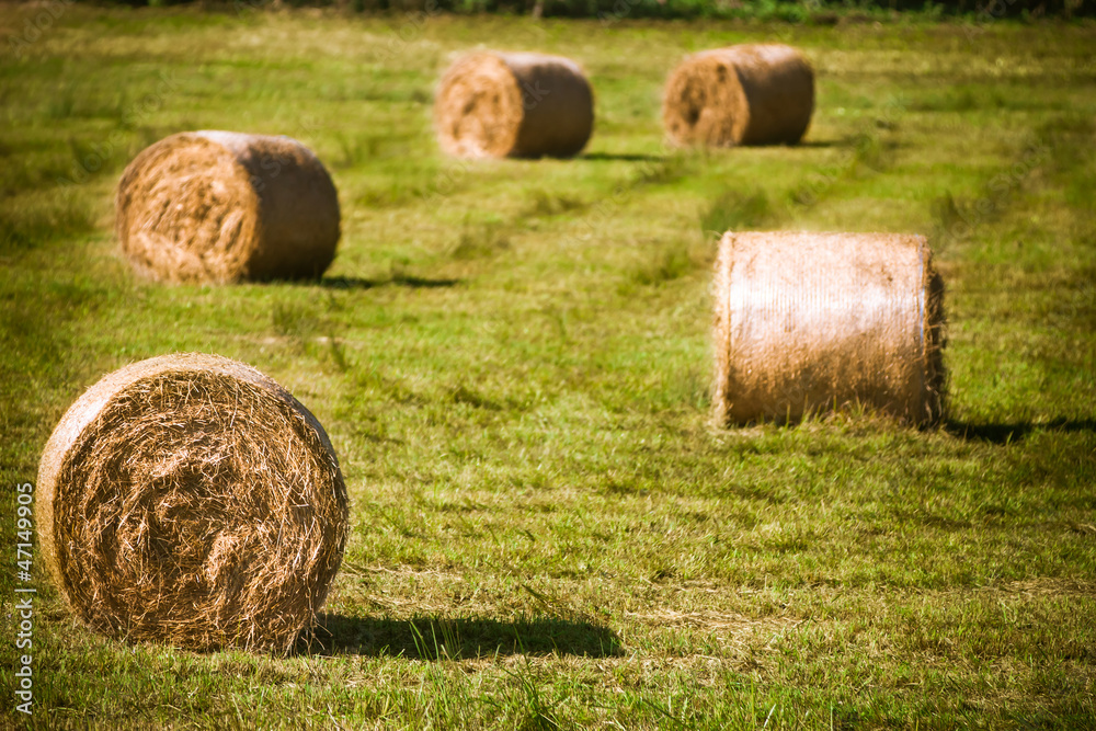 Round straw bales in harvested fields and blue sky. Round straw bales in harvested fields and blue sky.