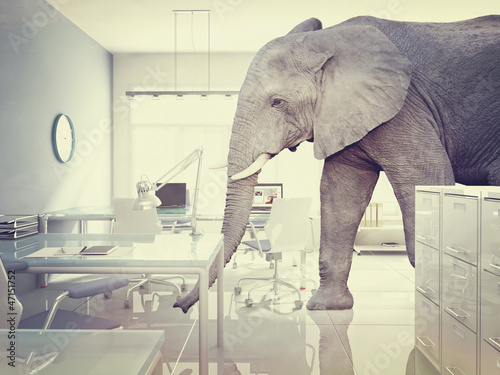 Photography elephant in a room