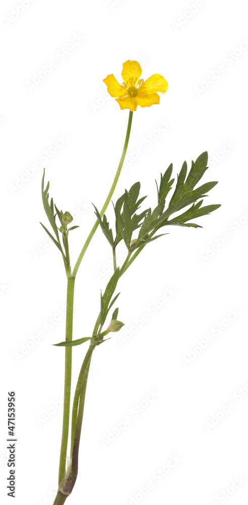 Naklejka premium buttercup