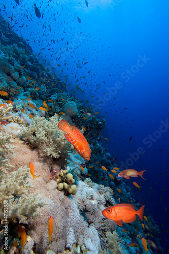 Photo of coral colony #47153988