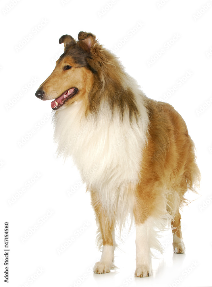 rough collie standing