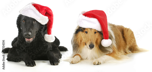 christmas dogs © Willee Cole