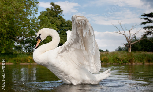 Mute swan stretching on a lake