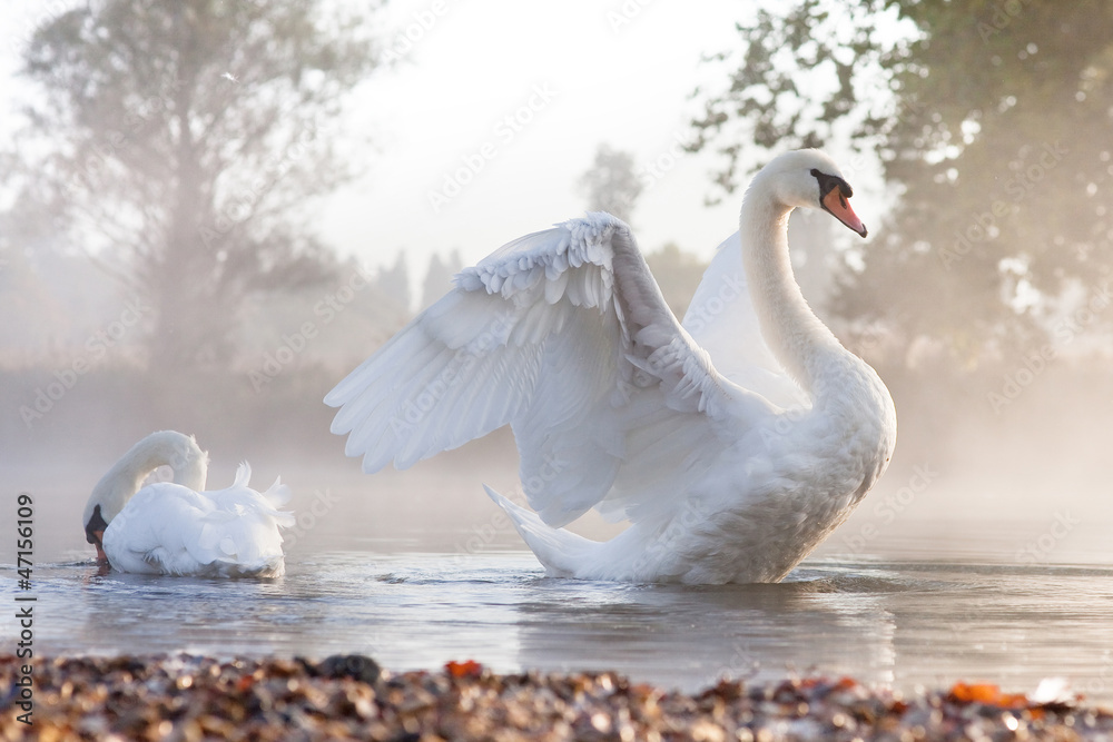 Fototapeta premium Mute swan stretching on a mist covered lake at dawn