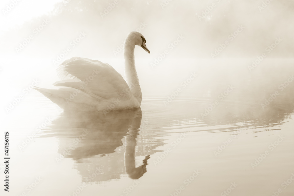 Fototapeta premium Łabędź niemy Cygnus olor szybujący o świcie nad jeziorem pokrytym mgłą