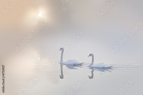 Mute swans Cygnus olor gliding across a mist covered lake