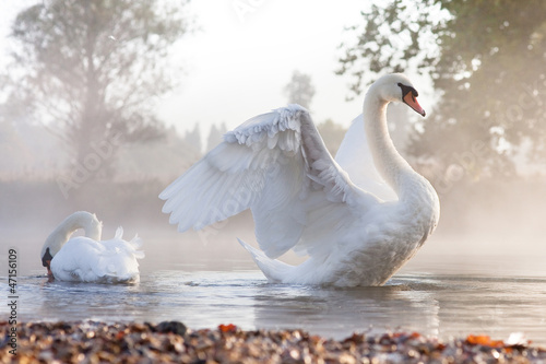Canvas Print Mute swan stretching on a mist covered lake at dawn