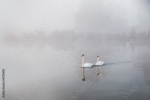 Mute swans Cygnus olor gliding over a mist covered lake at dawn
