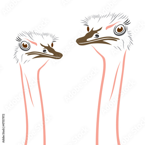 Ostriches