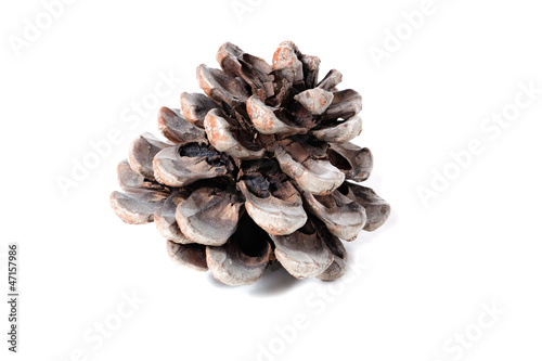 Pine cone from El Teide national park, on white background