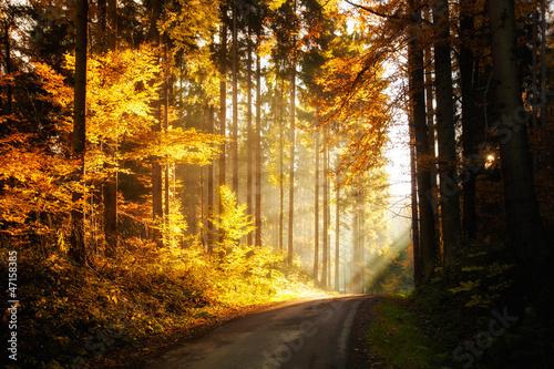 Beautiful autumn woods landscape © sitriel