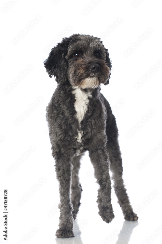 Mixed breed dog - Mischlingshund Mixed breed dog - Mischlingshund