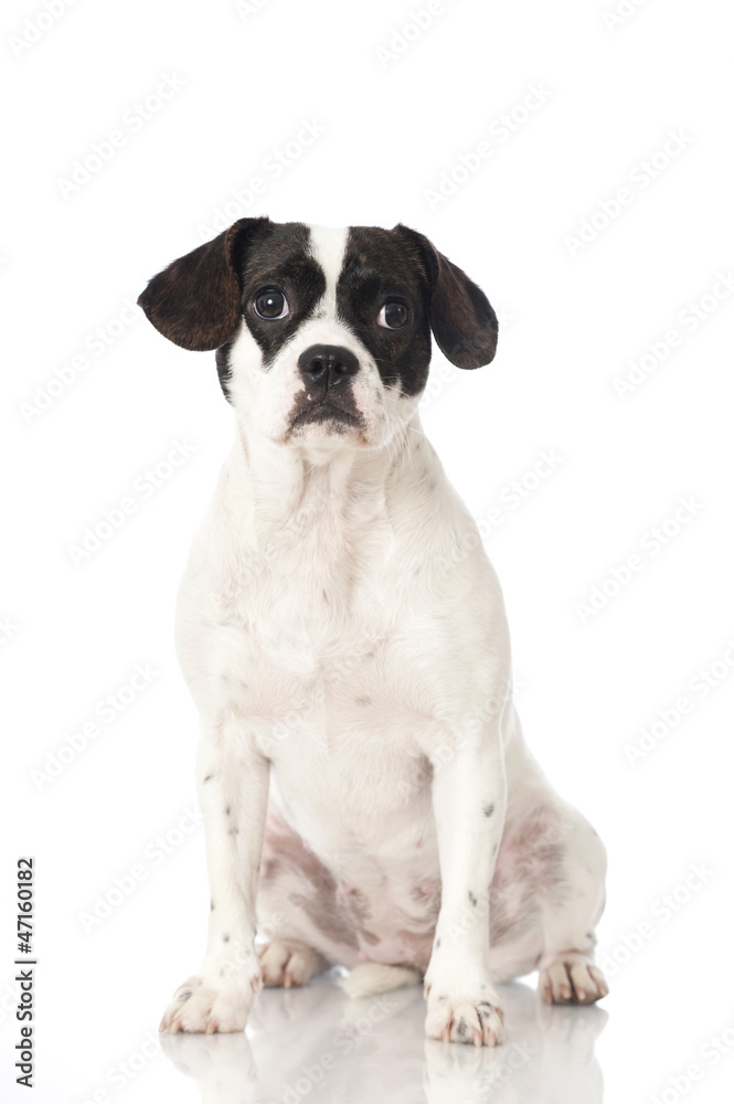 Mixed breed dog - Mischlingshund