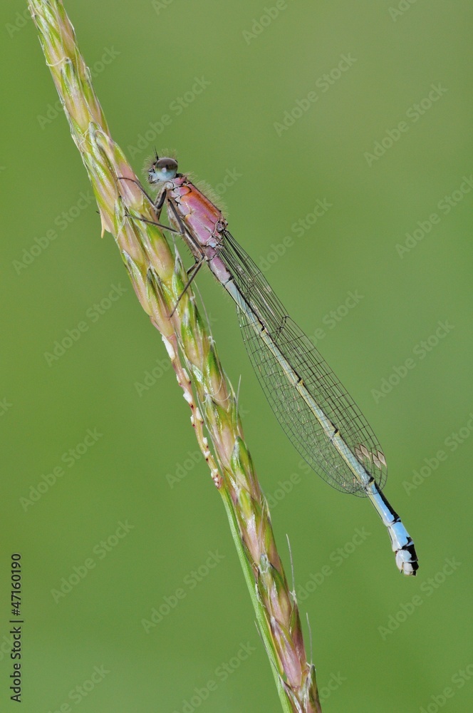 Damselfly Damselfly