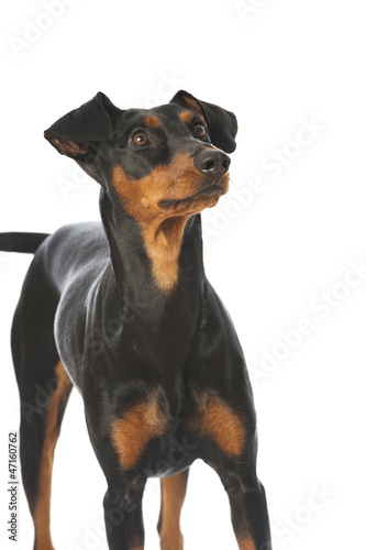 German pinscher dog - Deutscher Pinscher