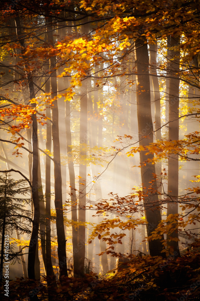 Beautiful autumn woods landscape - obrazy, fototapety, plakaty 