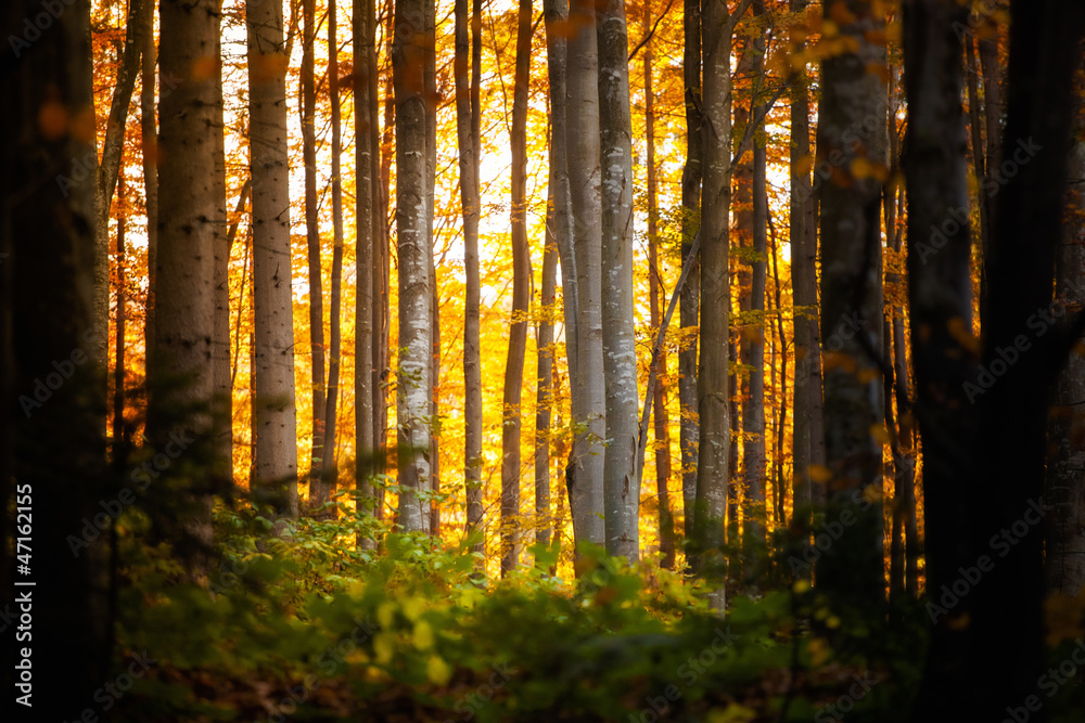 Fototapeta premium Beautiful autumn woods landscape