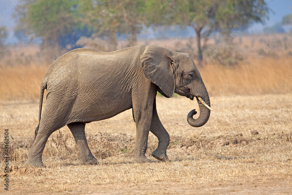 Fototapeta premium Wild Elephant