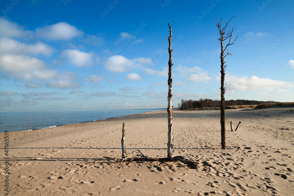 Scenic view of a wild baltic sea beach with old tree remains. Scenic view of a wild baltic sea beach with old tree remains.