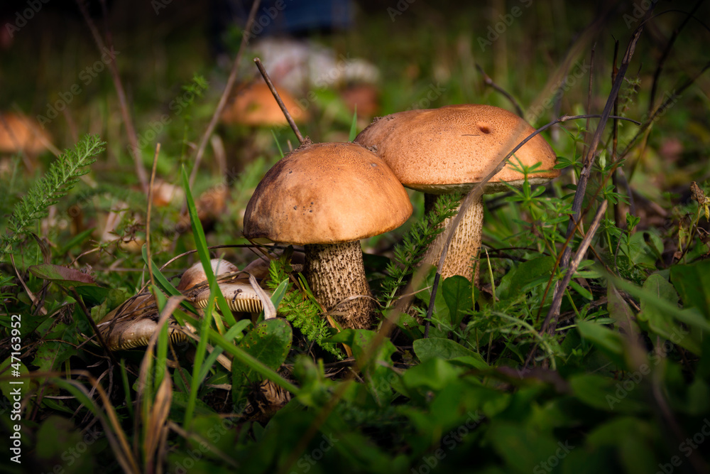 Brown-cap boletus in the forest Brown-cap boletus in the forest