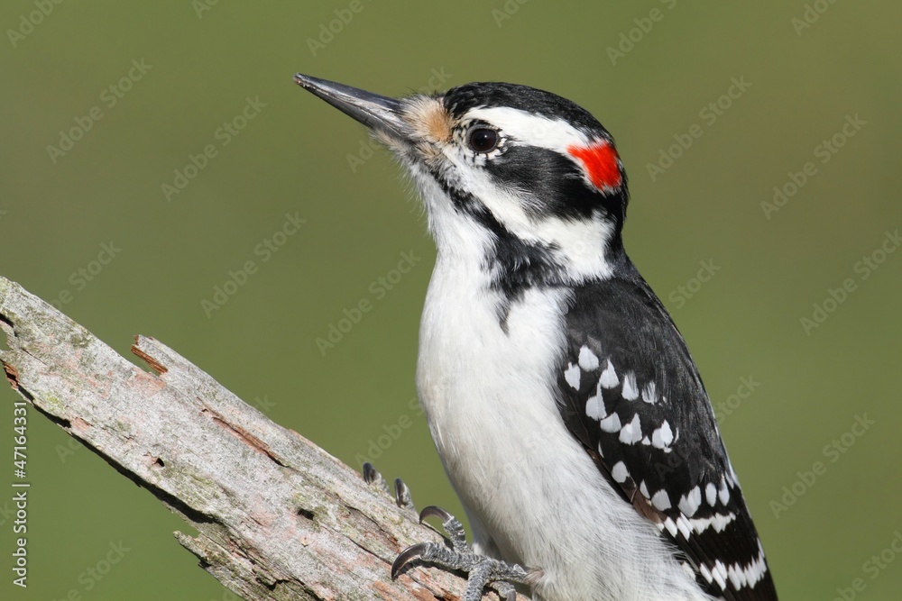 Obraz premium Hairy Woodpecker (Picoides villosus)