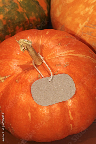 ripe pumpkins with blank price-tag, close-up