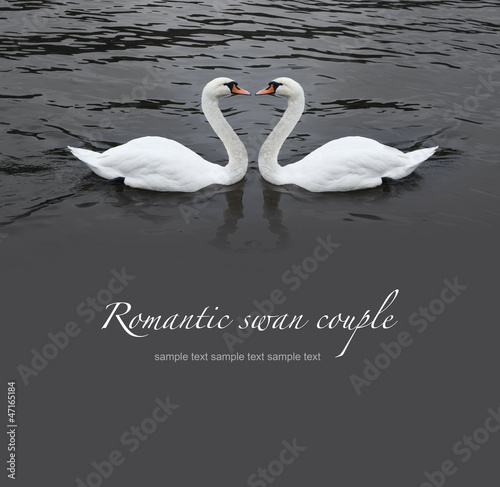 Fototapeta Naklejka Na Ścianę i Meble -  Romantic swan couple