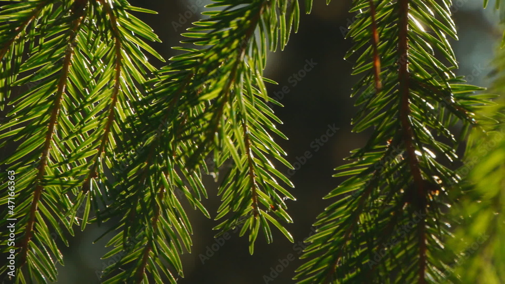 Fir tree branch moving in the wind