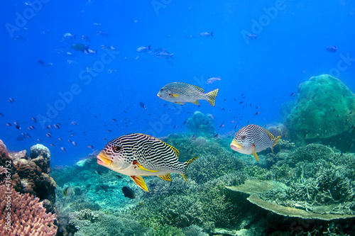 Coral reef and blackspotted sweetlips
