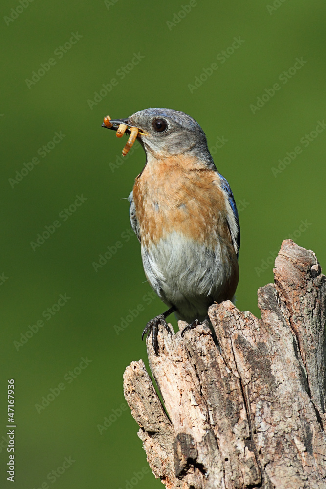 Fototapeta premium Eastern Bluebird